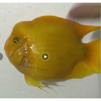 荣郁正宗黄色鹦鹉鱼活鱼黄金财神鹦鹉鱼梅花鹦鹉鱼财神精挑短嘴正宗
