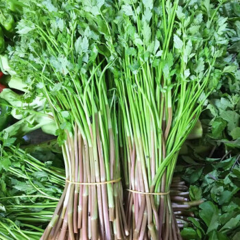 青櫻紅荔野生水芹菜新鮮野野菜芹菜時令蔬菜河芹刀芹