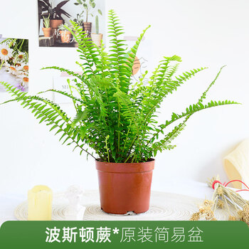 蕨类植物花友波士顿蕨盆栽桌面室内长藤垂吊肾蕨蕨类吊兰植物耐阴绿植z5 110波士顿蕨 原装盆 含盆 图片价格品牌报价 京东 蕨类植物花友波士顿蕨盆栽桌面室内长藤垂吊肾蕨蕨类吊兰植物耐阴绿植z5 110波士顿蕨 原装盆 含盆 图片价格品牌报价 京东