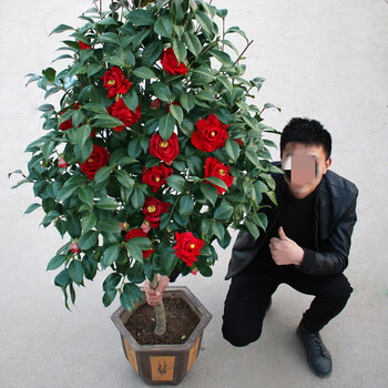 云仓开香妃山茶花树苗盆栽室内阳台庭院浓香型耐寒花卉绿植物大苗z1 红色耐冬茶花1公分粗30厘米高不含盆 图片价格品牌报价 京东