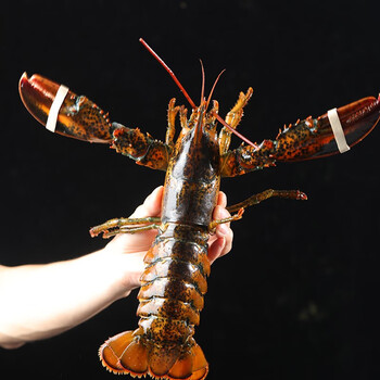 活鲜波士顿龙虾鲜活大龙虾生鲜虾类加拿大波龙海鲜水产鲜活波龙1400g