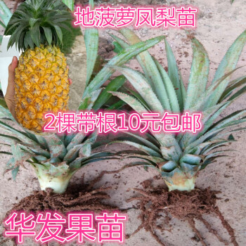 逍遥现货地菠萝苗金钻凤梨苗甜蜜蜜凤梨苗室内阳台盆栽种植果树苗地菠萝苗50厘米高10棵有根15cm 含 30cm 不含 图片价格品牌报价 京东