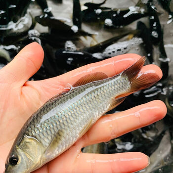 鲤鱼苗活体建尾鲤湘云鲤淡水小鲤鱼苗稻田丰鲤鱼包活鱼淡水冷水鱼