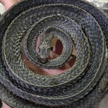 乌稍蛇 整条不碎泡酒蛇整体 500g100克 250克