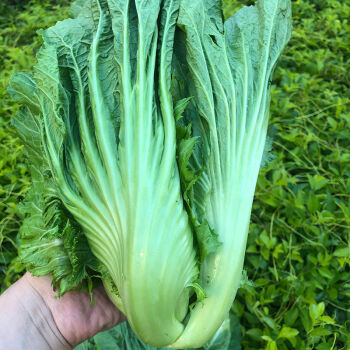 芥菜四川特產蔬菜包心芥菜大葉青菜泡酸菜酸菜魚原料 精選青菜3斤裝