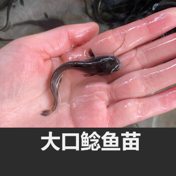 大口鯰魚苗兇猛魚土鯰魚淡水魚專吃小魚小蝦漲勢快南方大口鯰河鯰大口