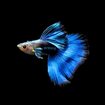 德国进口德系蓝礼服缎带精品兰礼服孔雀鱼观赏鱼热带鱼凤尾鱼 (进口)