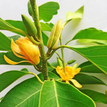 盆栽花卉绿植物室内黄兰苗带花苞四季开花浓香型黄角兰好养 黄兰花