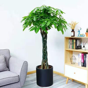 发财树盆栽大号绿植大发财树苗室内客厅办公室净化空气植物 1.2-1.