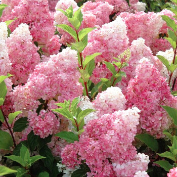 灌木莢蒾歐洲木繡球玫瑰白色大花球春季開花庭院花園盆栽植物花苗