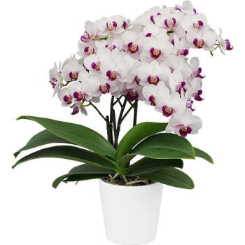 蝴蝶兰欧品1.7寸小苗花卉盆栽办公室内趣味绿植 欧品-避风港2.