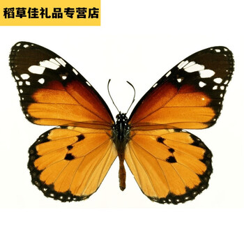 教具教学标本diy展翅蝴蝶自封袋装可拿出金斑蝶7cm其他长方形尺寸独立