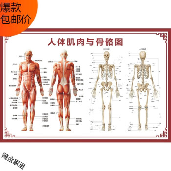 人体骨骼图挂图器官内脏结构图海报脊柱图解肌肉分布解剖图挂画 背胶材质 人体肌肉 骨胳图 24寸 40x60cm 图片价格品牌报价 京东