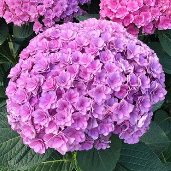 无尽夏绣球花苗四季开花室内外庭院花卉植物 奔新农 紫色无尽夏绣球 4