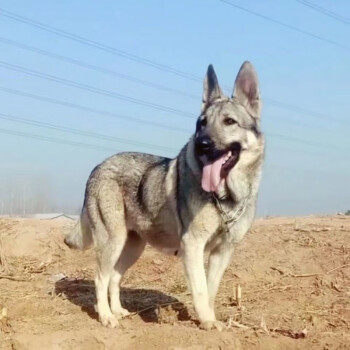 狼青幼犬大型犬狼王青狼狗家养护卫犬小狗狗幼崽活物真狗大骨架 精品