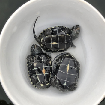 草龟蛋黑腹墨龟蛋花龟龟小乌龟活体宠物龟受精蛋活物 皖南极黑草龟蛋