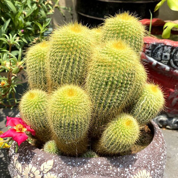 金丝猴仙人球群生多头软毛室内植物防辐射盆栽客厅阳台会开花好养