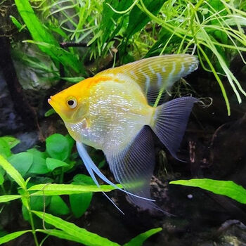 金顶神仙鱼燕鱼金鼎金头钻石神仙鱼渔场繁殖 金顶神仙肉身3-4厘米5条