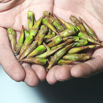 小叶杨树芽杨树芽杨树嫩枝杨树花吊中材 树花吊中材