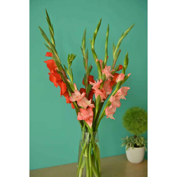2022款兰鲜切花百合花朵水培云南鲜花 剑兰粉5 红5(10支) 不含花瓶