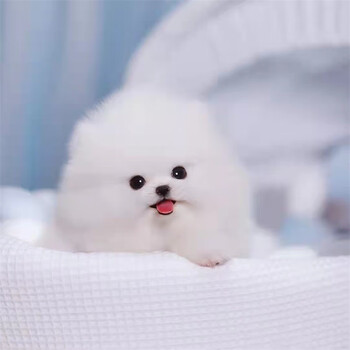 狗狗玩具型犬袖珍博美哈多利呀俊介犬纯白色长不大小体博美犬活体狗狗