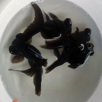 观赏鱼精品金鱼活体黑红龙睛顶红狮子头鎏金冷水淡水宠物招财鱼 9-10