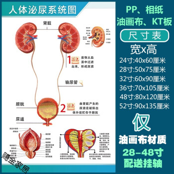 默认发背胶贴纸材质的需要其他联系客人体泌尿系统图52寸90x135厘米