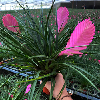 铁兰花紫花凤梨室内盆栽净化空气花卉绿植四季开花品种三花键铁兰 2盆 图片价格品牌报价 京东