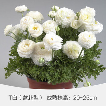 洋牡丹花球根种球盆栽易种耐寒四季室内花卉观花植物盆栽a1 白矮生3根 生根粉 复合肥2 3cm 图片价格品牌报价 京东