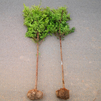 正宗南方红豆杉大树苗绿植地栽盆栽绿化别墅庭院室内种红豆杉树苗3