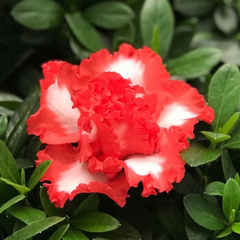 杜鹃花带花发货四季开花盆栽带花苞大颗五宝一盆多色杜鹃花批发  c7