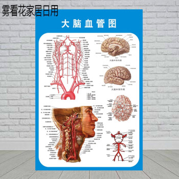 頭部腦神經系統解剖示意圖宣傳畫教學醫院科室人體醫學掛圖牆貼大腦