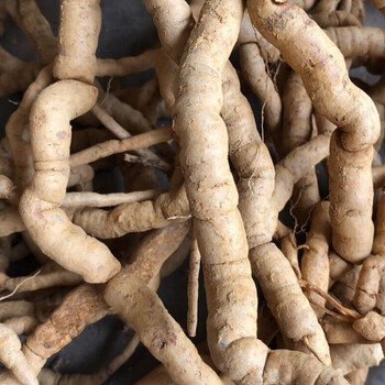 新鲜巴戟天滋补中药材巴戟鸡肠风深山采挖巴戟天优选250g