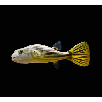 zxc网红鱼斑马狗头鱼毛毛狗头活体鱼大型淡水鱼宠物鱼热带观赏鱼 斑马