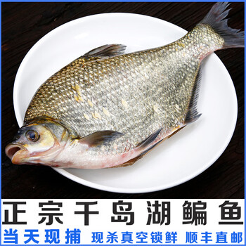 茗老汉 千岛湖现捕鳊鱼淡水鳊鱼三角鲂团头鲂武昌鱼现杀鲜活水产500g