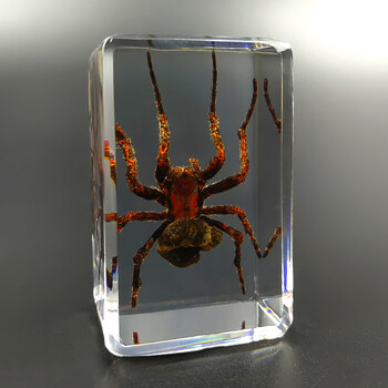 汝画真实昆虫标本透明树脂创意小摆件幼儿园教学观察玩具毛蜘蛛其他长方形尺寸独立 图片价格品牌报价 京东