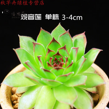 秋芊卉多肉植物红宝石多肉绿植花卉美观净化空气盆栽盆景观音莲3 4cm单株不含盆 图片价格品牌报价 京东