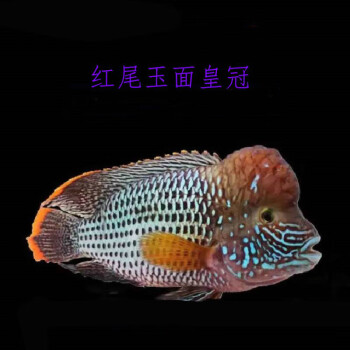 紅尾皇冠魚熱帶觀賞魚活體大型魚長壽魚藍面財神魚起頭玉面皇冠魚玉面