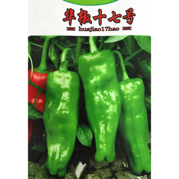 金龍蔬菜种子 华椒十七号辣椒种子 牛角形青椒 菜椒种籽中早熟 5克/包