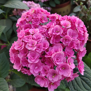 绣球花苗盆栽庭院阳台花卉无尽夏辉夜姬万华镜有松新娘 筑紫红宝石