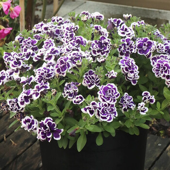 重瓣矮牵牛盆栽苗 阳台窗台庭院花园露台装饰花卉 重瓣花卉 蓝染190