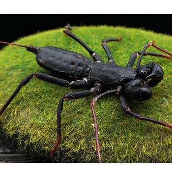 活体鞭蝎雷达蝎雨林型宠物爬虫蝎幼体鞭蝎苗子另类宠物    朴彩(pucai