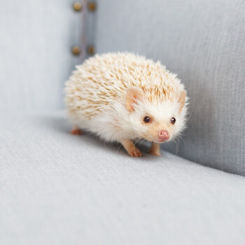 【暮秋小主】网红家养非洲迷你小刺猬活物崽纯种刺猬宝宝活体可繁殖包