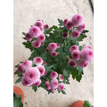 园艺易养千头菊小雏菊花苗庭院阳台花卉菊花盆栽多年生宿根花植物纽扣i菊粉色不含盆 图片价格品牌报价 京东