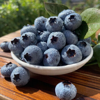 丹东蓝莓鲜果当季新鲜高山蓝莓大果蓝莓新鲜中果15mm18mm6盒装