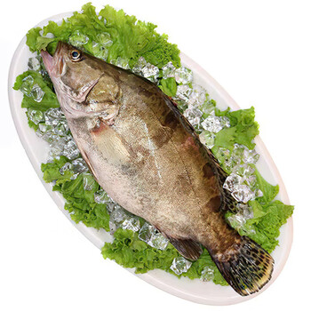 京鲜配送新鲜桂鱼鳜鱼鲜活现杀大桂花鱼肉质鲜美刺少大桂花鱼肉质鲜美