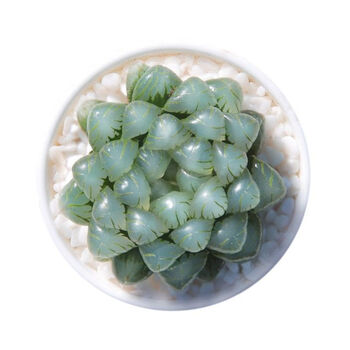 兰桑冰灯玉露苗紫姬玉露苗多肉植物玉露奇趣多肉盆栽 宫灯玉露(4cm