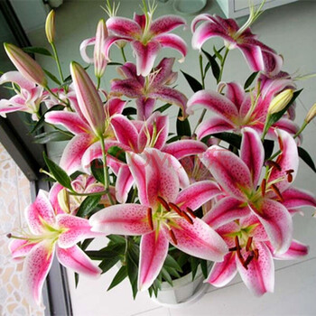 千惠美 百合种球 百合花盆栽 花种子 桌面水培巴西木 碗莲 百合