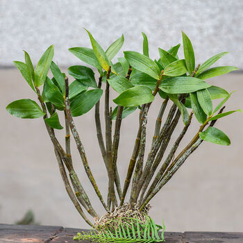 大鼓槌石斛苗赤水金钗石斛霍山铁皮石斛苗盆栽石斛兰 球花石斛500克