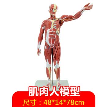 人体肌肉模型可拆卸人模型全身肌肉解剖骨骼艺用肌肉起止点 78cm人体